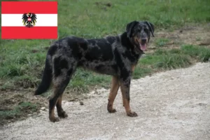 Scopri di più sull'articolo Allevatori e cuccioli di Beauceron in Austria