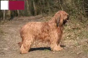 Scopri di più sull'articolo Allevatori e cuccioli di Briard in Qatar