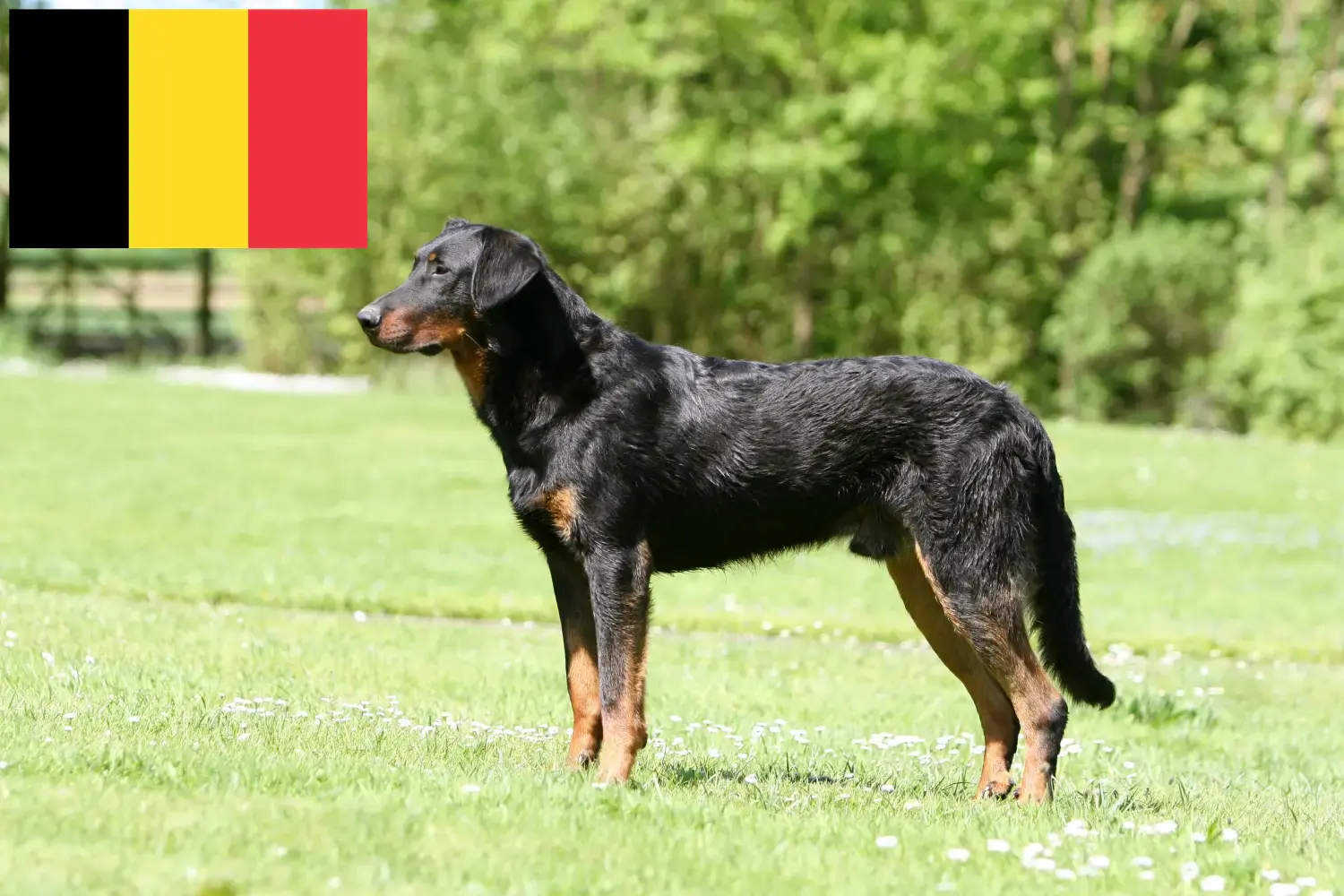 Scopri di più sull'articolo Allevatori di Beauceron e cuccioli in Belgio