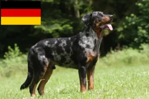 Scopri di più sull'articolo Allevatori e cuccioli di Beauceron in Germania