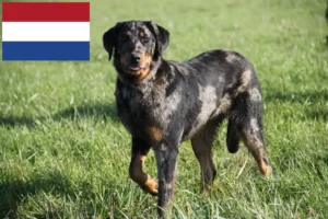 Scopri di più sull'articolo Allevatori di Beauceron e cuccioli in Olanda