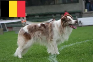 Scopri di più sull'articolo Allevatori di Border Collie e cuccioli in Belgio