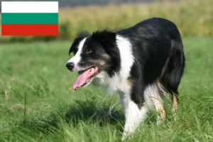 Scopri di più sull'articolo Allevatori di Border Collie e cuccioli in Bulgaria