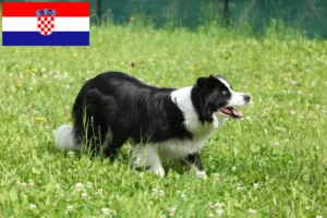 Scopri di più sull'articolo Allevatori di Border Collie e cuccioli in Croazia