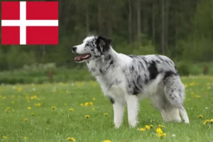 Scopri di più sull'articolo Allevatori di Border Collie e cuccioli in Danimarca