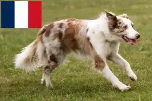 Scopri di più sull'articolo Allevatori di Border Collie e cuccioli in Francia