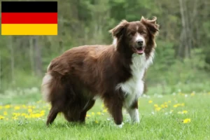 Scopri di più sull'articolo Allevatori di Border Collie e cuccioli in Germania