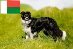 Scopri di più sull'articolo Allevatori di Border Collie e cuccioli in Madagascar