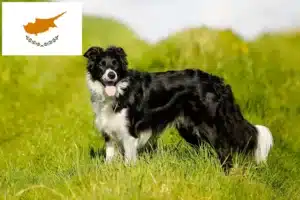 Scopri di più sull'articolo Allevatori di Border Collie e cuccioli a Cipro