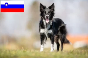 Scopri di più sull'articolo Allevatori di Border Collie e cuccioli in Slovenia