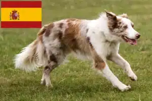 Scopri di più sull'articolo Allevatori di Border Collie e cuccioli in Spagna