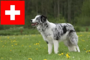 Scopri di più sull'articolo Allevatori di Border Collie e cuccioli in Svizzera