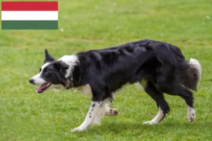 Scopri di più sull'articolo Allevatori di Border Collie e cuccioli in Ungheria