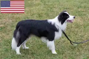 Scopri di più sull'articolo Allevatori di Border Collie e cuccioli negli Stati Uniti d’America