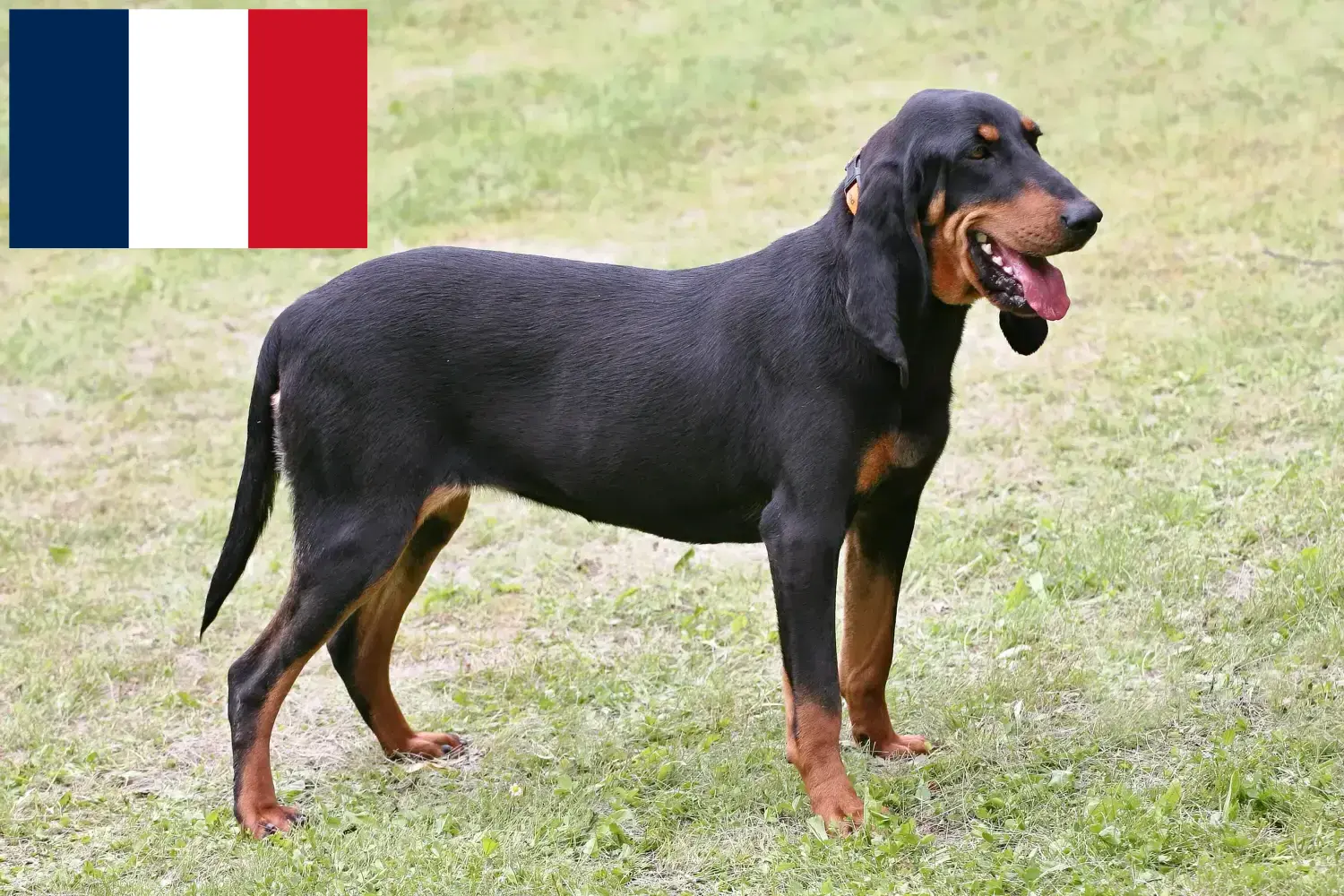 Scopri di più sull'articolo Allevatori di cani da corsa e cuccioli in Francia