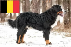 Scopri di più sull'articolo Allevatore di cani da montagna bernesi e cuccioli in Belgio