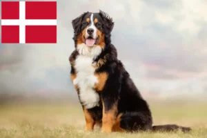 Scopri di più sull'articolo Allevatore di cani da montagna bernesi e cuccioli in Danimarca
