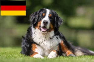 Scopri di più sull'articolo Allevatore di cani da montagna bernesi e cuccioli in Germania