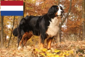 Scopri di più sull'articolo Allevatori di cani da montagna bernesi e cuccioli in Olanda