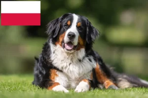 Scopri di più sull'articolo Allevatore di cani da montagna bernesi e cuccioli in Polonia