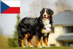 Scopri di più sull'articolo Allevatore di cani da montagna bernesi e cuccioli nella Repubblica Ceca