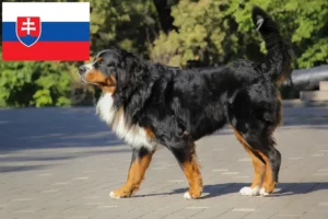 Scopri di più sull'articolo Allevatore di cani da montagna bernesi e cuccioli in Slovacchia