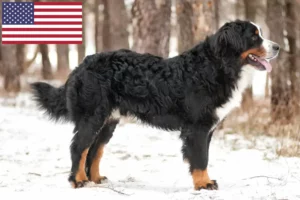 Scopri di più sull'articolo Allevatori di cani da montagna bernesi e cuccioli negli Stati Uniti d’America