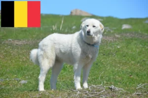 Scopri di più sull'articolo Allevatori di cani da montagna dei Pirenei e cuccioli in Belgio