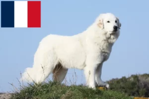 Scopri di più sull'articolo Allevatori di cani da montagna dei Pirenei e cuccioli in Francia