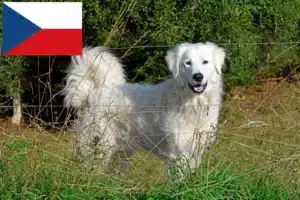 Scopri di più sull'articolo Allevatori di cani da montagna dei Pirenei e cuccioli in Repubblica Ceca