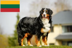 Scopri di più sull'articolo Allevatore di cani da montagna bernesi e cuccioli in Lituania