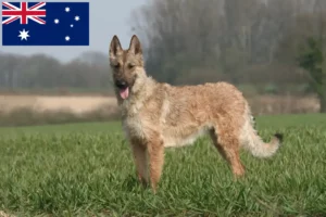 Scopri di più sull'articolo Allevatore di cani da pastore belga e cuccioli in Australia