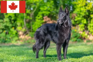 Scopri di più sull'articolo Allevatore di cani da pastore belga e cuccioli in Canada