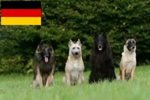 Scopri di più sull'articolo Allevatore di cani da pastore belga e cuccioli in Germania