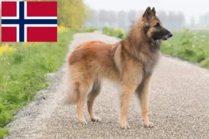 Scopri di più sull'articolo Allevatore di cani da pastore belga e cuccioli in Norvegia