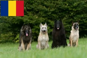 Scopri di più sull'articolo Allevatore di cani da pastore belga e cuccioli in Romania