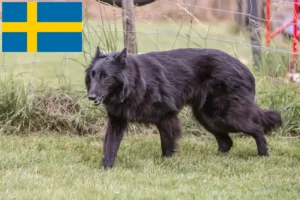 Scopri di più sull'articolo Allevatore di cani da pastore belga e cuccioli in Svezia