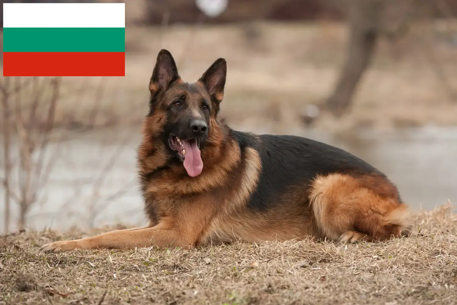 Scopri di più sull'articolo Allevatori di cani da pastore e cuccioli in Bulgaria