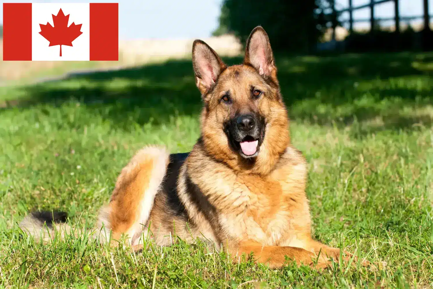 Scopri di più sull'articolo Allevatori di cani da pastore e cuccioli in Canada