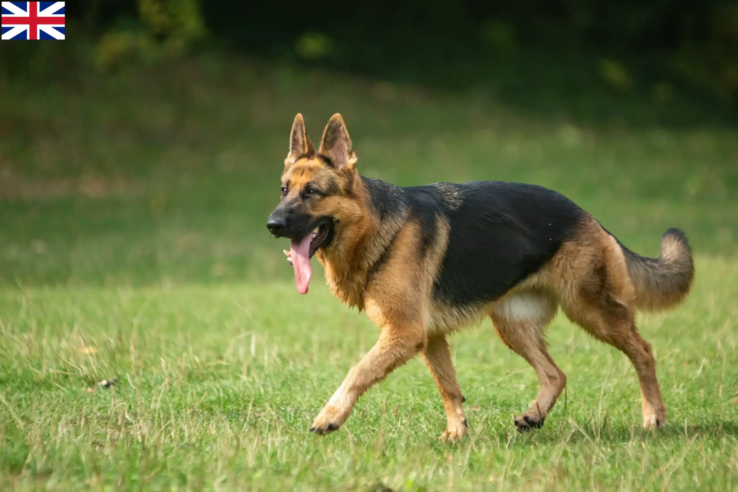 Scopri di più sull'articolo Allevatori di cani da pastore e cuccioli nel Regno Unito