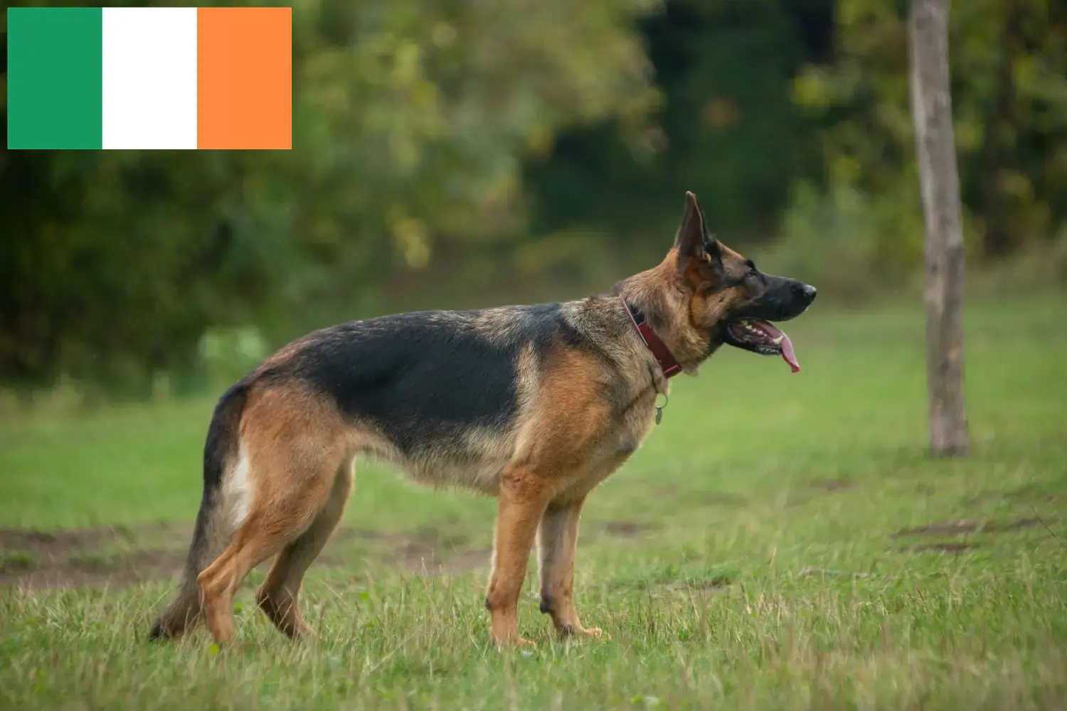 Scopri di più sull'articolo Allevatori di cani da pastore e cuccioli in Irlanda