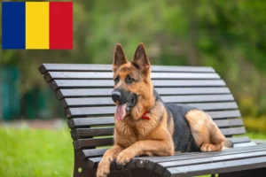 Scopri di più sull'articolo Allevatori di cani da pastore e cuccioli in Romania