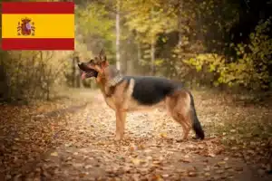 Scopri di più sull'articolo Allevatori di cani da pastore e cuccioli in Spagna