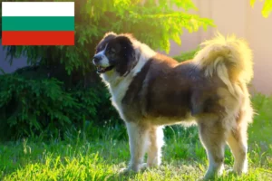 Scopri di più sull'articolo Allevatore di cani da pastore del Caucaso e cuccioli in Bulgaria