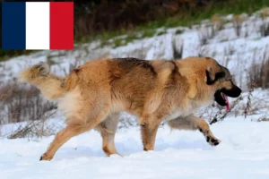 Scopri di più sull'articolo Allevatore di cani da pastore del Caucaso e cuccioli in Francia