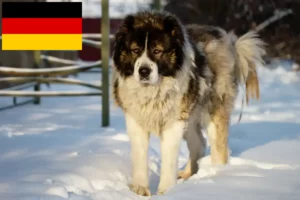 Scopri di più sull'articolo Allevatore di cani da pastore caucasico e cuccioli in Germania