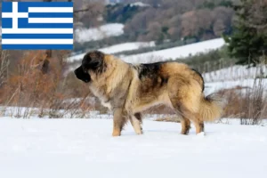 Scopri di più sull'articolo Allevatore di cani da pastore del Caucaso e cuccioli in Grecia