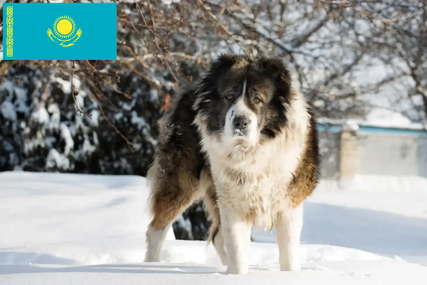 Scopri di più sull'articolo Allevatore di cani da pastore del Caucaso e cuccioli in Kazakistan