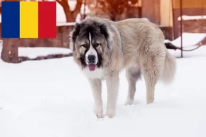 Scopri di più sull'articolo Allevatore di cani da pastore del Caucaso e cuccioli in Romania