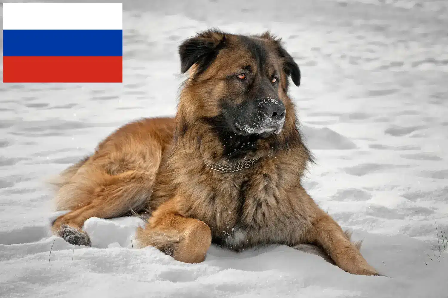 Scopri di più sull'articolo Allevatori di cani da pastore del Caucaso e cuccioli in Russia